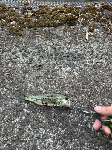釣果