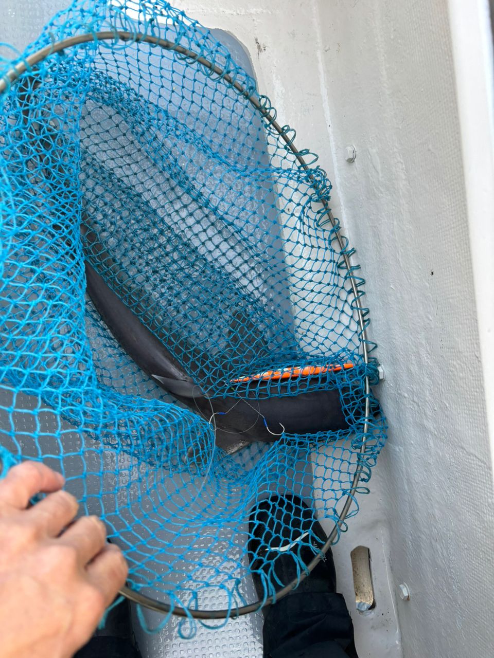 どかじゃさんの釣果 2枚目の画像