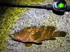 キジハタの釣果