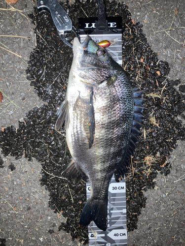 クロダイの釣果