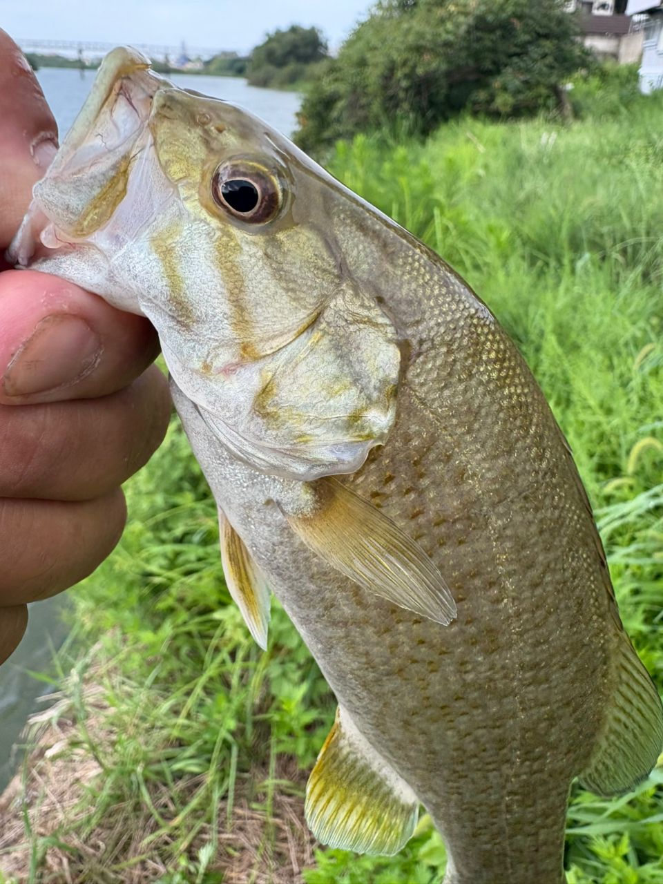 スモールマウスバス