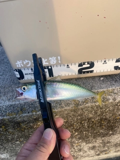 サバの釣果