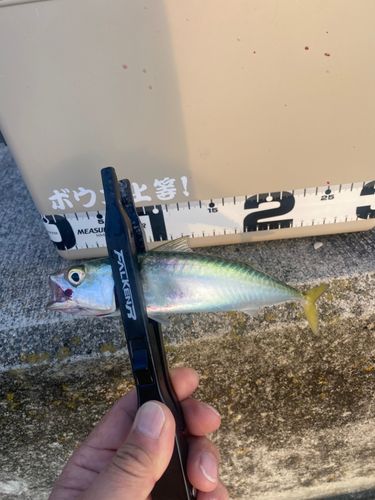 サバの釣果