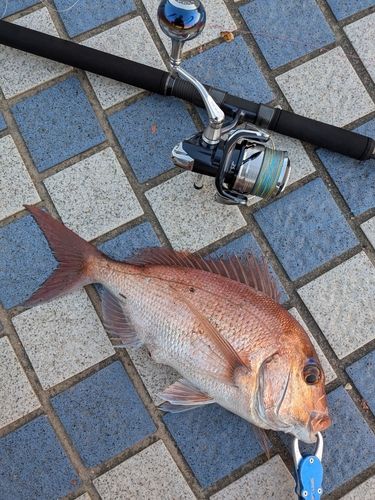 マダイの釣果