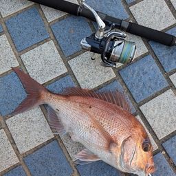 マダイ