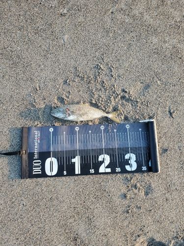 ワカシの釣果