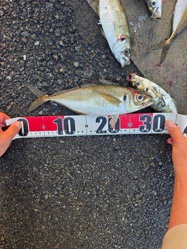 アジの釣果