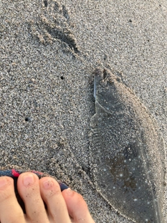 ソゲの釣果