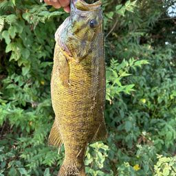 スモールマウスバス