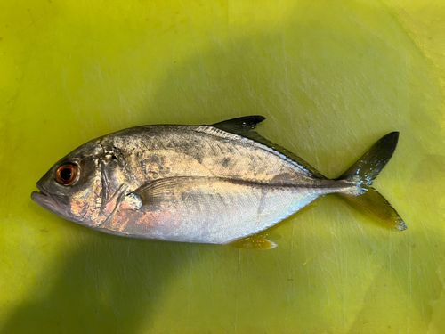 アジ