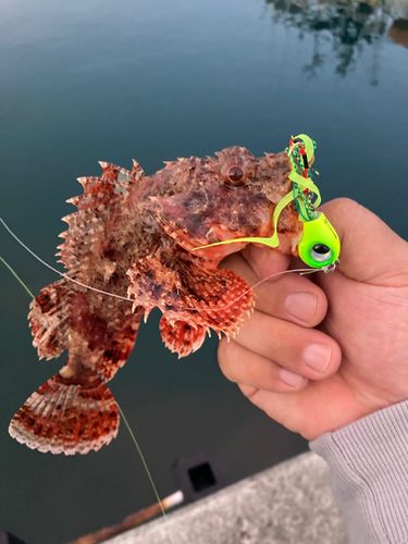 オオモンハタの釣果