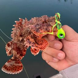 オオモンハタ