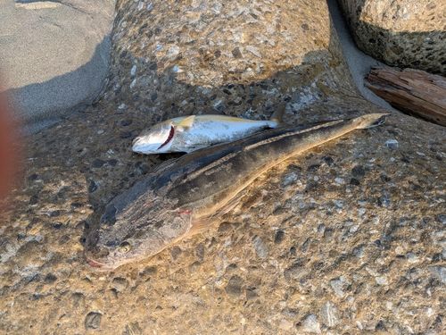 マゴチの釣果