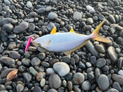 シオの釣果