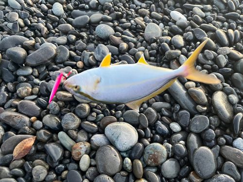 シオの釣果