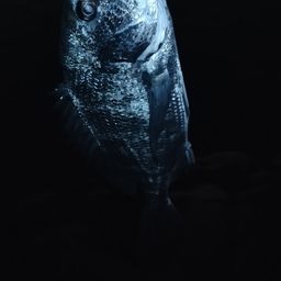 クロダイ