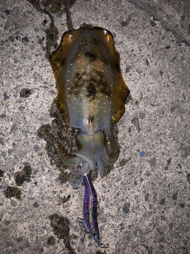 アオリイカの釣果