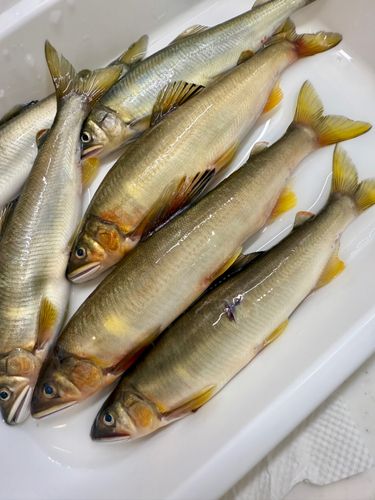 アユの釣果