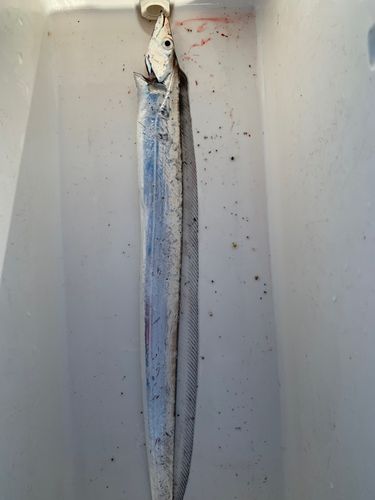 タチウオの釣果