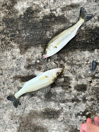 セイゴ（ヒラスズキ）の釣果