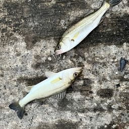 セイゴ（ヒラスズキ）