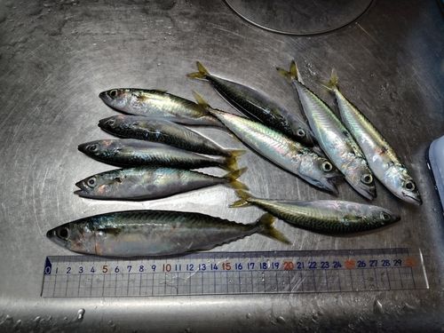 サバの釣果