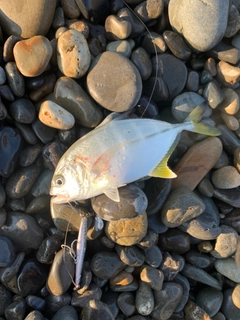 ギンガメアジの釣果