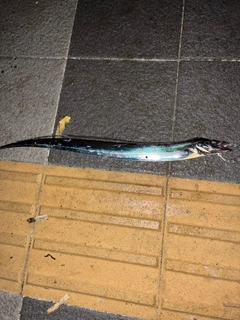 タチウオの釣果