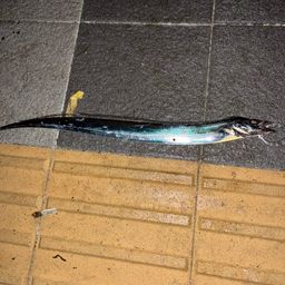 タチウオ