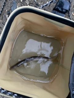 カマスの釣果