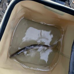 カマス