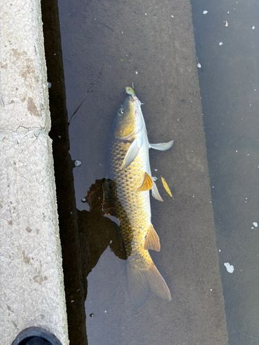 釣果
