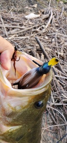 ブラックバスの釣果