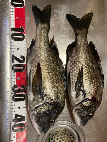 チヌの釣果