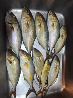 カンパチの釣果