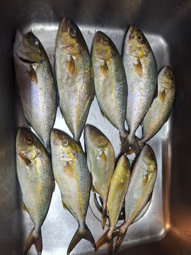 カンパチの釣果