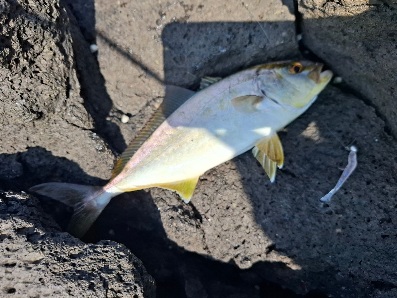 カンパチ
