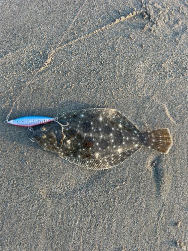 ソゲの釣果