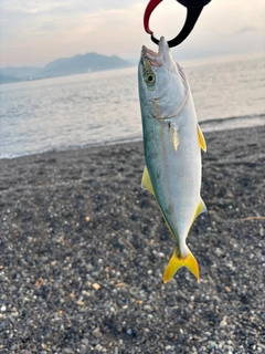 ワカシの釣果
