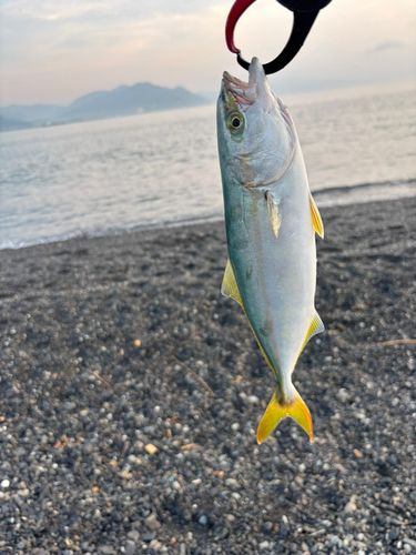 ワカシの釣果