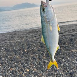 ワカシ