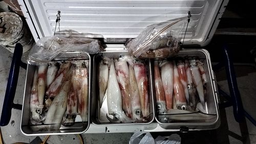 シロイカの釣果