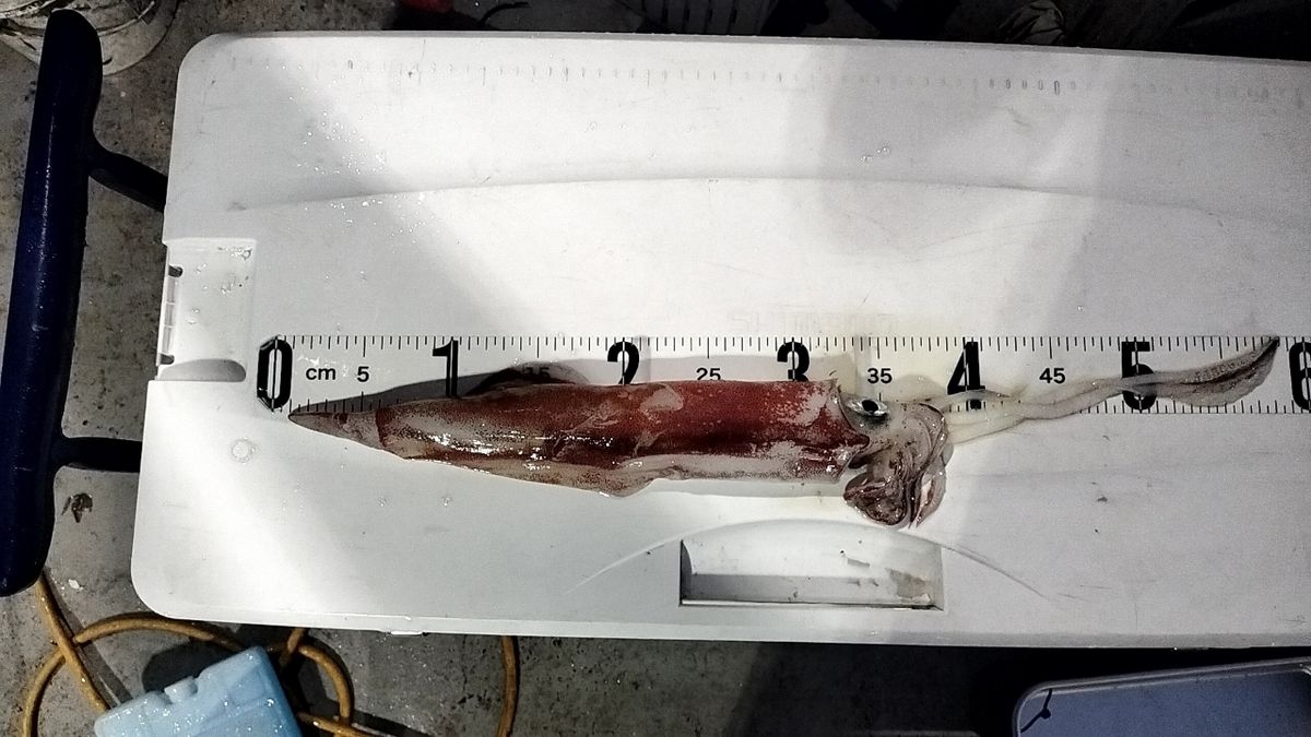 ジャックパパさんの釣果 2枚目の画像