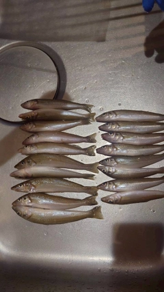 キスの釣果