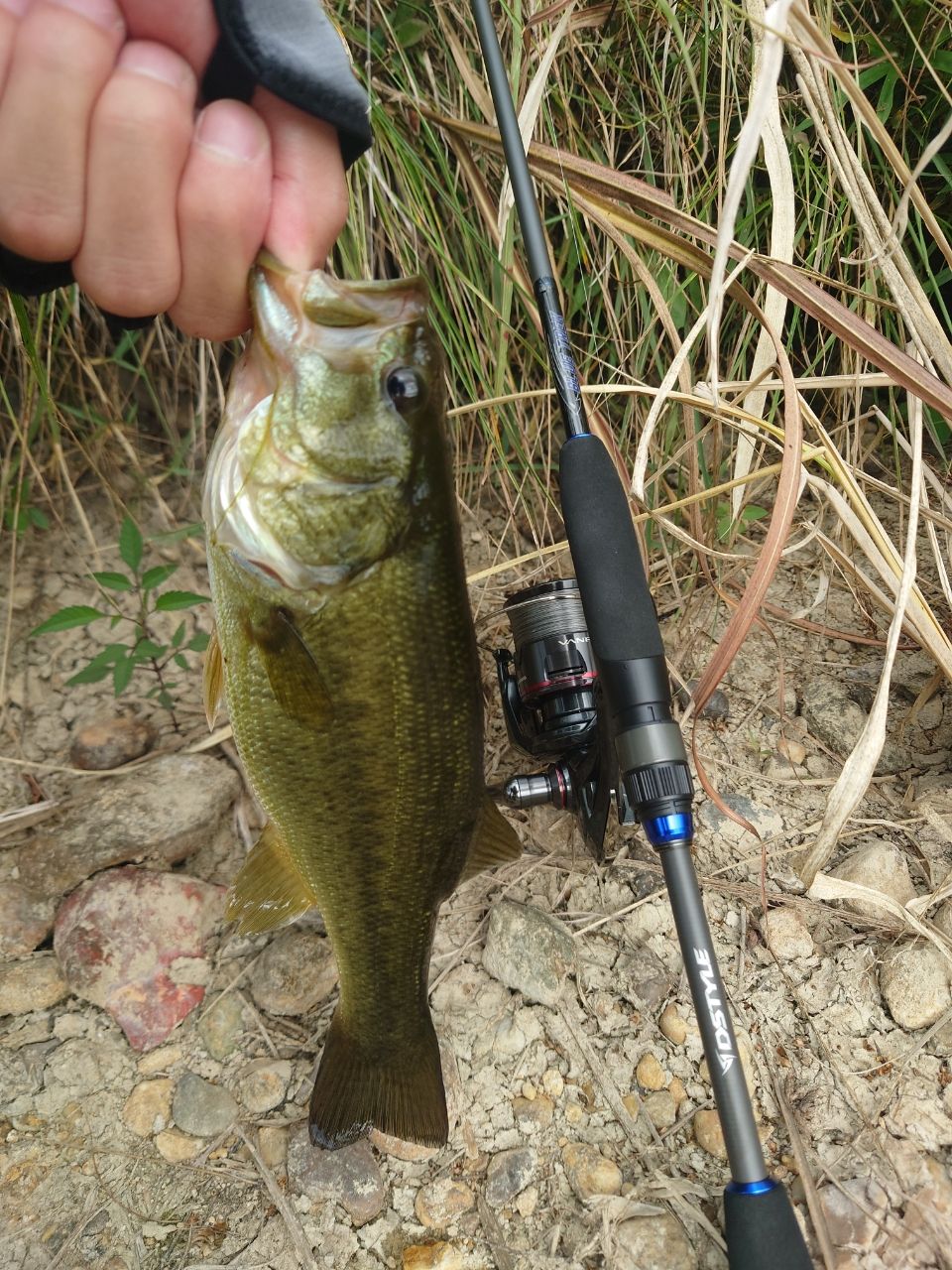 ラージマウスバス