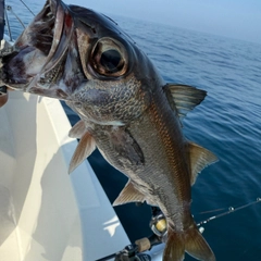 ムツの釣果