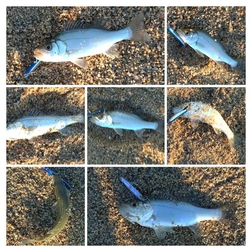 セイゴ（マルスズキ）の釣果