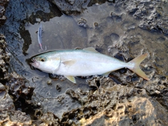 ツバスの釣果