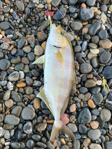 ショゴの釣果