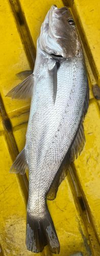 オオニベの釣果